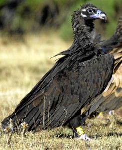 El buitre negro es un animal que se encuentra en peligro de extinción. / Foto: : Rafa Martín y Javier de la Puente.